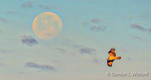 Moon & Osprey At Sunrise_P1110591.jpg - Osprey (Pandion haliaetus) photographed at Kilmarnock, Ontario, Canada.
